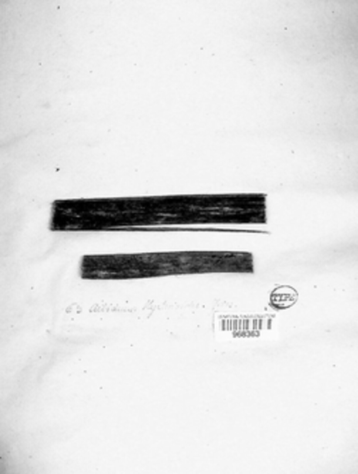 Actidium image